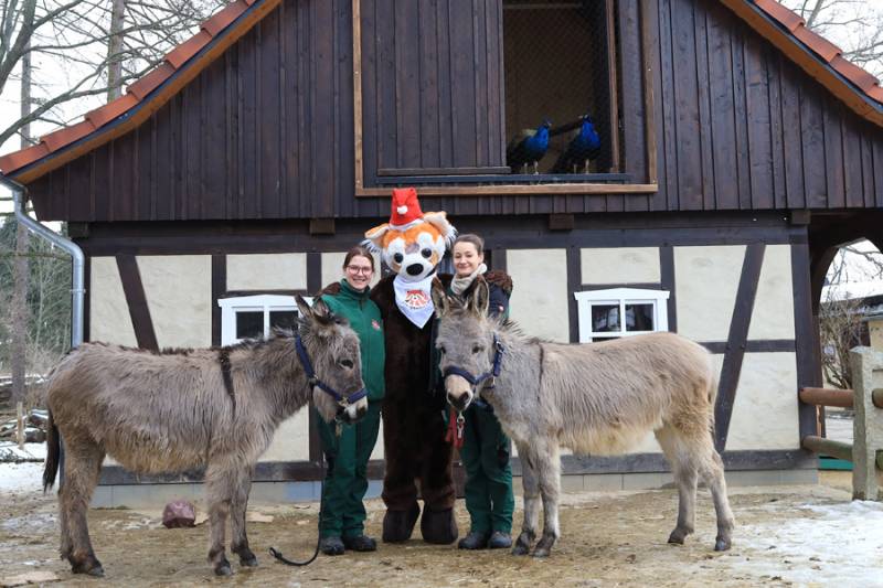 Maskotka zoo wraz z osiołkami